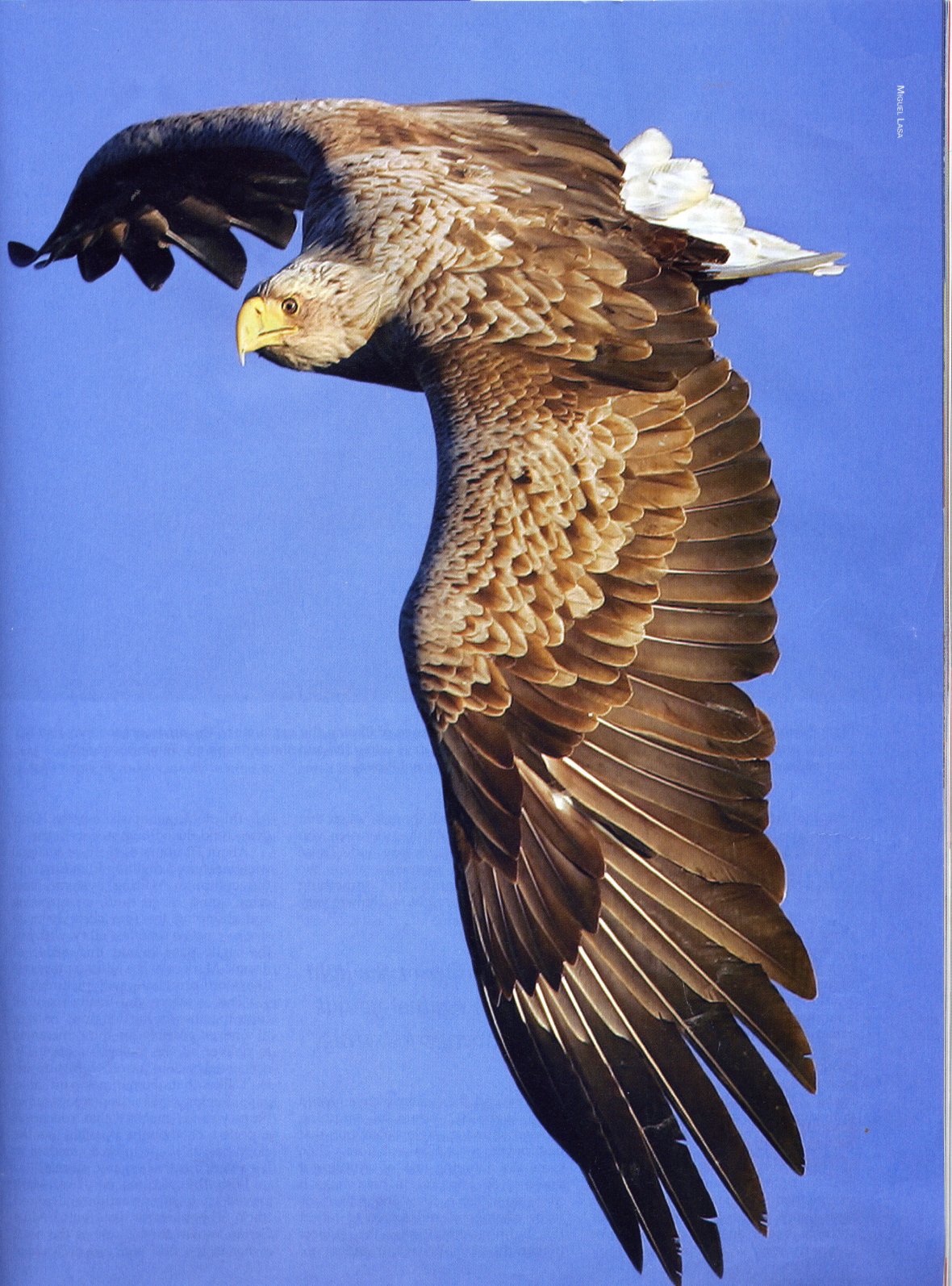 48 Sea eagle 108.jpg